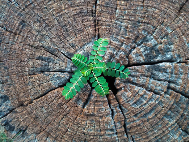 istock Plant growing out of a tree stump 1205189671