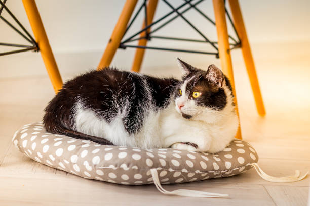 istock A home cat is resting on a pillow. Pets.  sunny light 1205189916