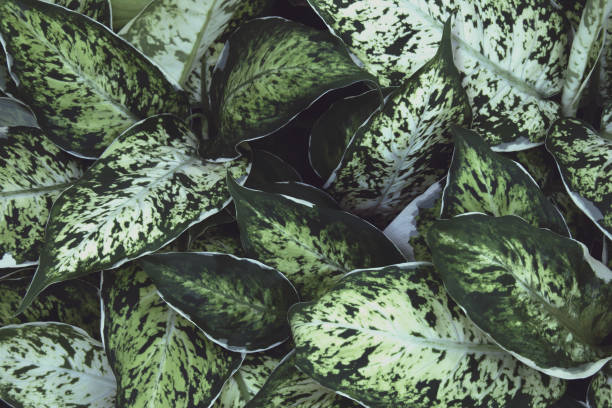 istock Foliage Leaves of Tropical Plants Natural Pattern Background 1205190667