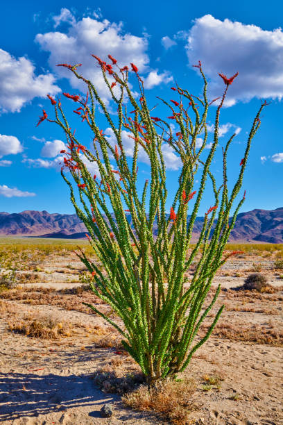 Ocotillo in Bloom Along Pinto Basin Road in Joshua Tree National Park ocotillo cactus stock pictures, royalty-free photos & images