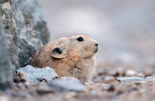 pika est un petit mammifère vivant en montagne, le lac tsokar, le ladakh, l’inde, l’inde - ochotone photos et images de collection