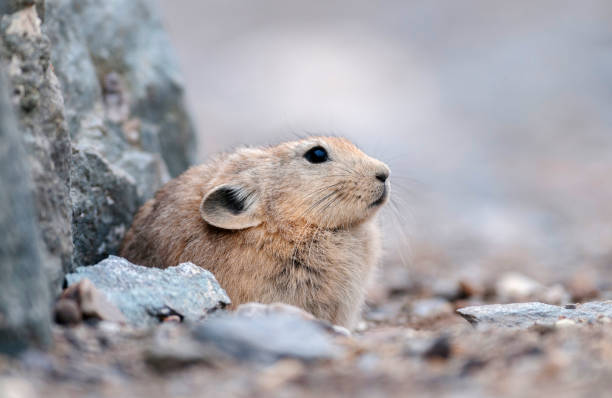 pika è un piccolo mammifero di montagna, lago tsokar, ladakh, india, india - pike foto e immagini stock