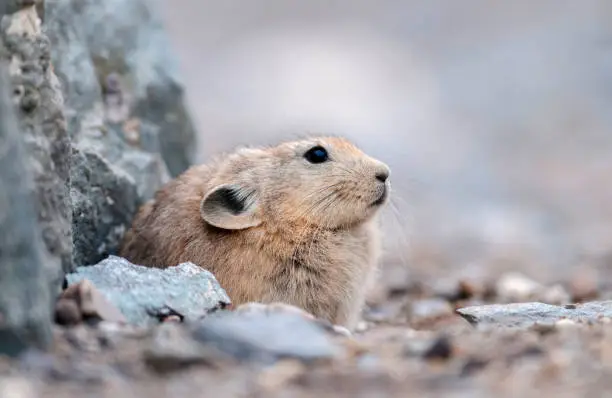Photo of Pika is a small mountain-dwelling mammal, Tsokar Lake, Ladakh, India, India