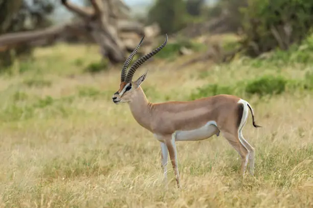 Grant's Gazelle, Nanger granti, syn. Gazella granti, Africa