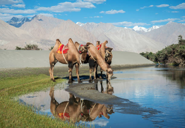 bactrian camels drinking water, nubra valley, ladakh, india - bactrianus imagens e fotografias de stock
