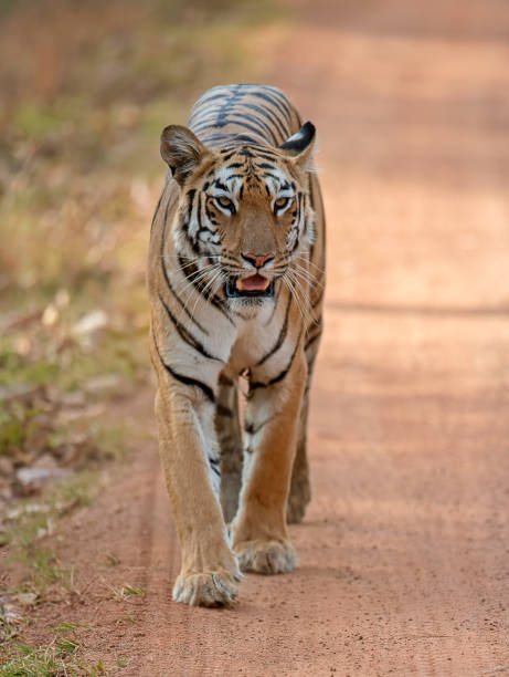 タイガー、パンテラティグリスは、カメラに向かって道路を歩いて、インド - car prowler ストックフォトと画像