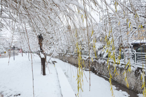 Springtime in nature:  pollard willow with branches and one is knotted.