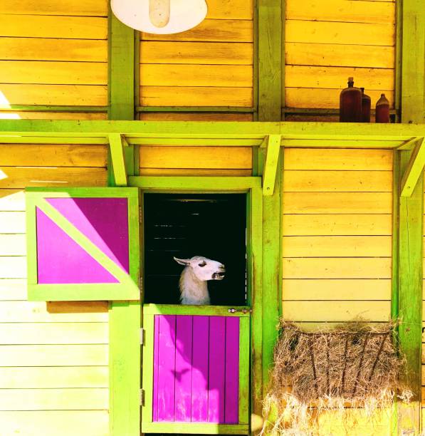 istock An Alpaca in his Neon color shed 1205192234