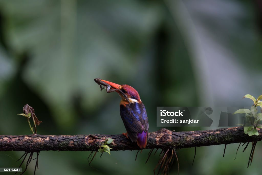 ODKF, Oriental Dwarf Kingfisher with kill Oriental Dwarf Kingfisher or ODKF with insect kill to feed its cheeks. This bird breeds during monsoon. Photograph taken at Karnala forest in Maharashtra during monsoon. Animal Stock Photo