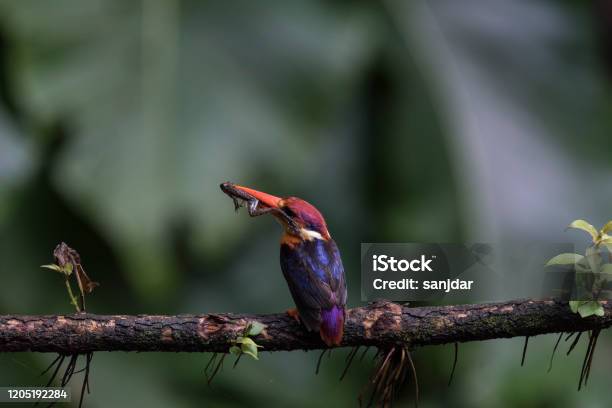 Odkf Oriental Dwarf Kingfisher With Kill Stock Photo - Download Image Now - Animal, Animal Body Part, Animal Wildlife