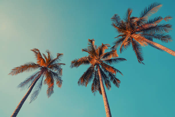 istock Copy space of tropical palm tree with sun light on blue sky and white cloud abstract background. 1205193966