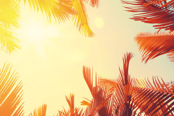 istock Copy space of silhouette tropical palm tree with sun light on sunset sky and cloud abstract background. 1205194023