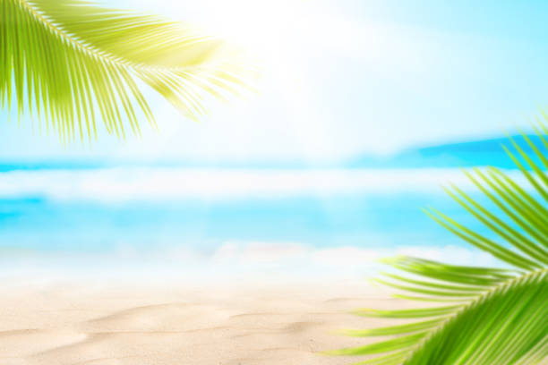 istock Blur beautiful nature green palm leaf on tropical beach with bokeh sun light wave abstract background. 1205194045