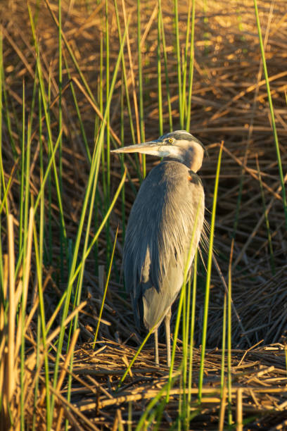 istock Great blue heron perched in the tall reeds 1205195256
