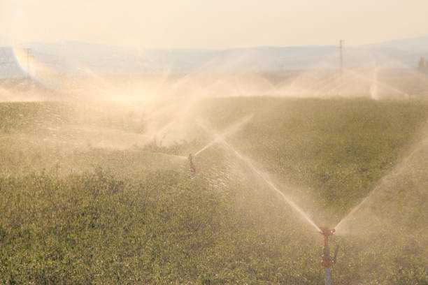 istock Irrigation system in a grass field. Sprinkler system. 1205195354