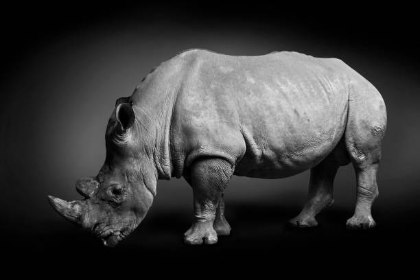 istock White rhinoceros (square-lipped rhinoceros) on monochrome black background, black and white 1205197278