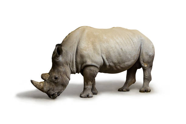 istock White rhinoceros (square-lipped rhinoceros) on white background 1205197282