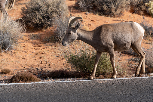 in red rock canyon these desert sheep eat
