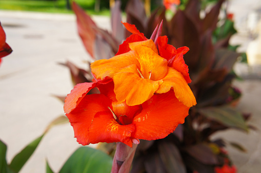 Canna indica orange beauty flowers