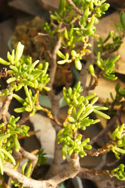 Crassula ovata hobbit green succulent plant vertcial