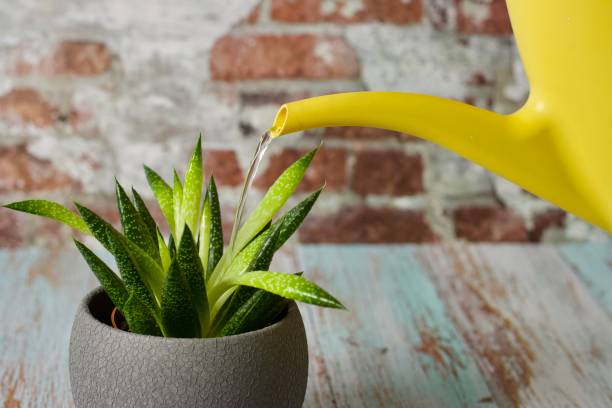 istock Watering succulent flower with yellow kettle against brick background 1205202015