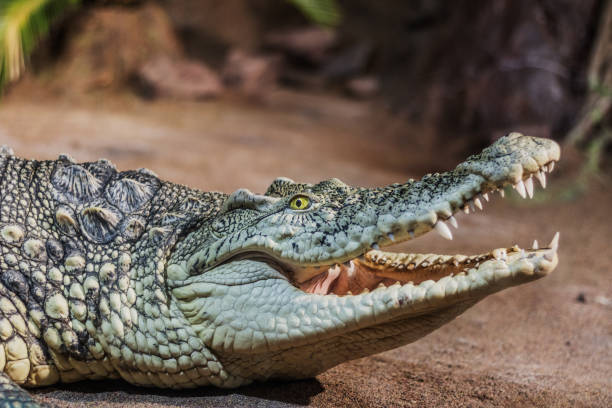 istock Wild animal crocodile in the nursery 1205202136