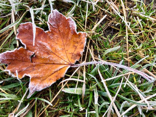 istock Autumn leaf with frost at morning freezing and temperatures below zero 1205202941