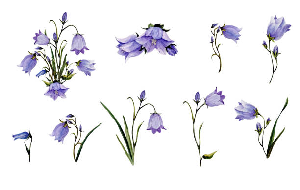 istock Watercolor botanical elements for the floral arrangement with bluebells flowers 1205203004