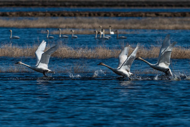 istock Swans taking off from water in flight swan flying 1205203273