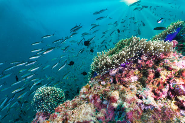istock Vibrant underwater tropical coral reef tropical with schools of fish 1205203301