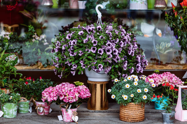istock flowers in pots outdoors near shop 1205203470
