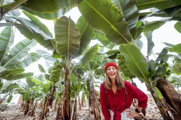 Woman as a tourist or farmer dressed casually in red shirt and hat walking on the banana plantation with a rich harvest. Concept of green tourism or exotic fruits growing