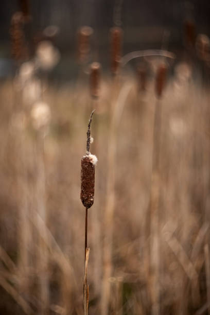 Dry cattails grow in the lake. Nature scene