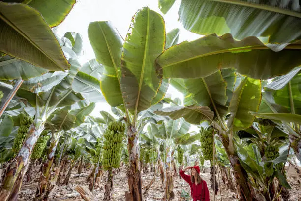 Beautiful plantation with a rich banana crop, woman as a tourist or farmer walking between trees. Concept of green tourism or exotic fruits producing