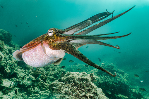 A shallow coral reef with one Pharoah Cuttlefish (Sepia pharaonis) swimming alone.  These Cephalopod are able to change skin colour in an instant to blend in and camouflage with their surroundings. The animal is splaying its tentacles in defensive behavior.  Image taken whilst scuba diving in Phi Phi island archipelago, Krabi province, which is one of Thailand’s top travel destinations.  Sony mirrorless camera in underwater housing with dual Inon Z330 strobes used.