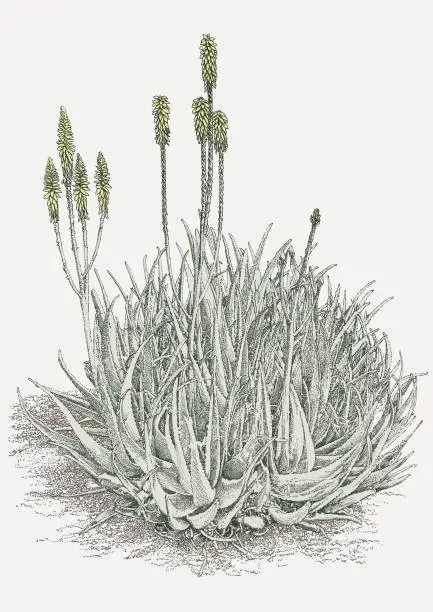 Vector illustration of Agava in Bloom