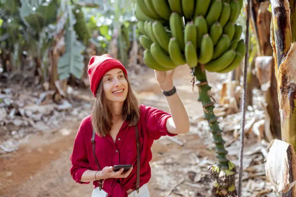 Woman as a tourist or farmer dressed casually in red and white exploring banana branches at the plantation. Concept of a green tourism or exotic fruits growing
