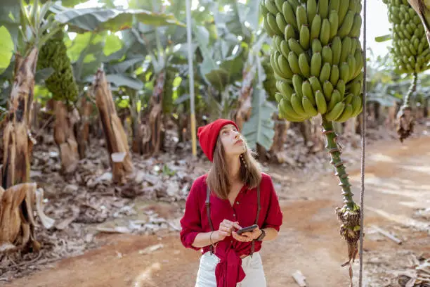 Woman as a tourist or farmer dressed casually in red and white exploring banana branches at the plantation. Concept of a green tourism or exotic fruits growing