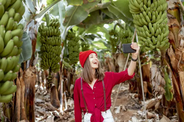 Woman as a tourist dressed in red exploring banana plantation, photographing or vlogging on phone. Concept of a healthy eating or green tourism