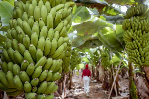 Beautiful plantation with a rich banana crop, woman as a tourist or farmer walking between a trees. Concept of a green tourism or exotic fruits producing