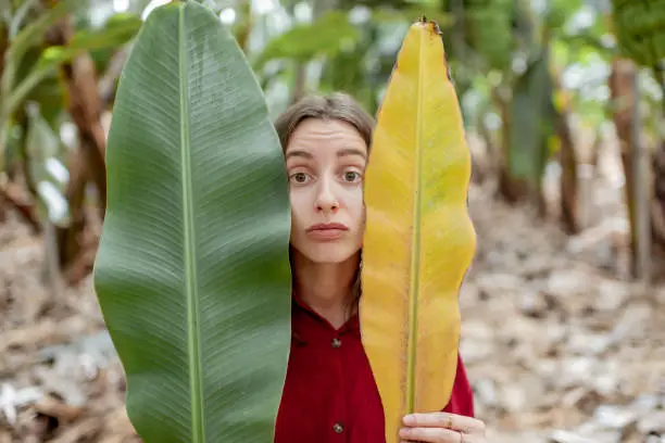 Facial portrait of a woman with sad emotions hiding behind a fresh and dry banana leaves on the plantation. Skin care concept