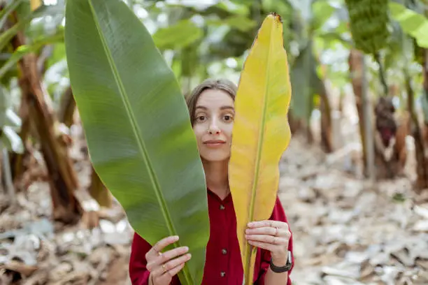 Portrait of a young woman hiding behind fresh and dry banana leaves on the plantation. Skin care concept