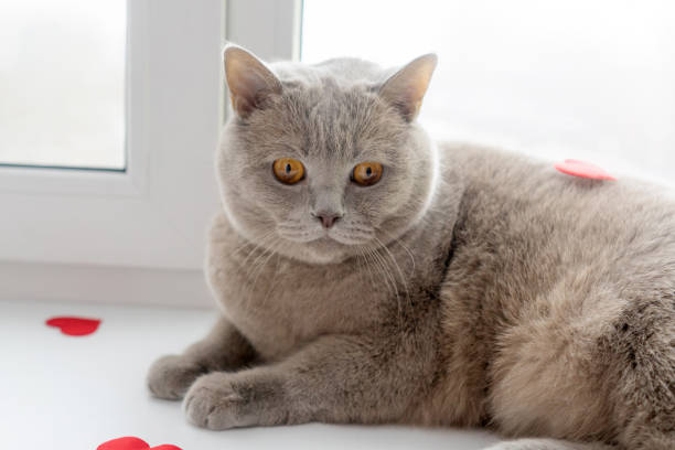 istock The British cat with red hearts. 1205205840