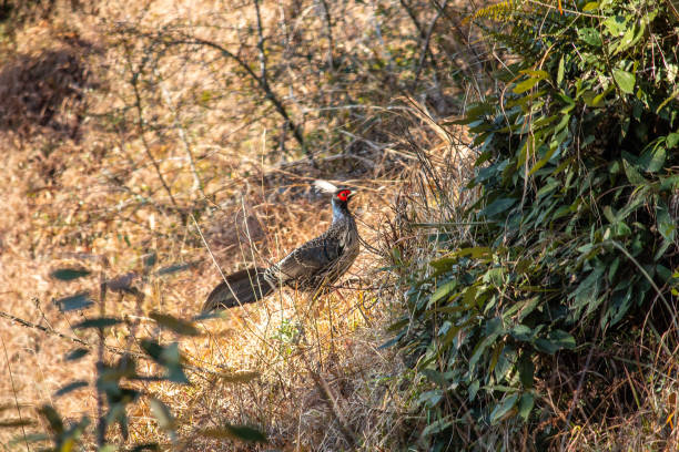 istock Shot of a khalij pheasant 1205209189