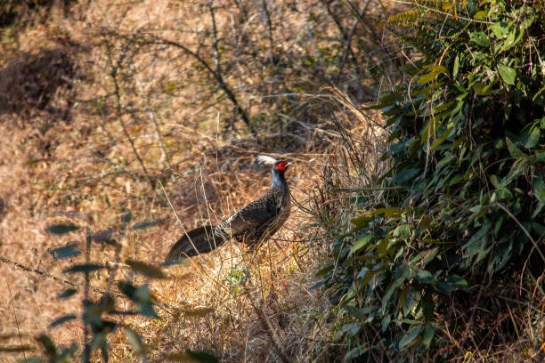 istock Shot of a khalij pheasant 1205209230