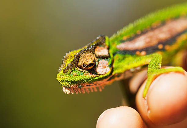 istock Close-up hand holding Cape Dwarf chameleon 1205210115