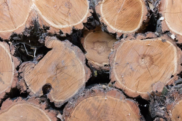 istock Pile of wood logs 1205210625