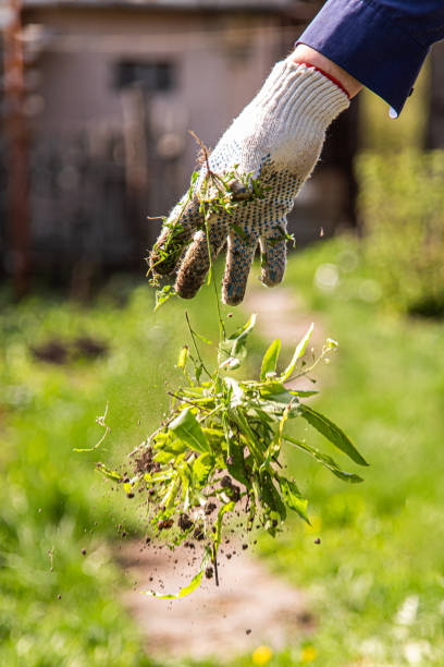 an old man throws out a weed that was harvested from his garden - uprooted vertical leaf root imagens e fotografias de stock