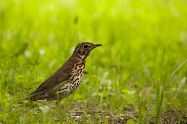 istock Songbird in green grass 1205211503
