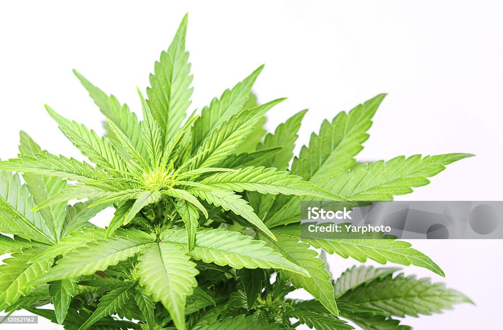 Marijuana leaves  Backgrounds Stock Photo